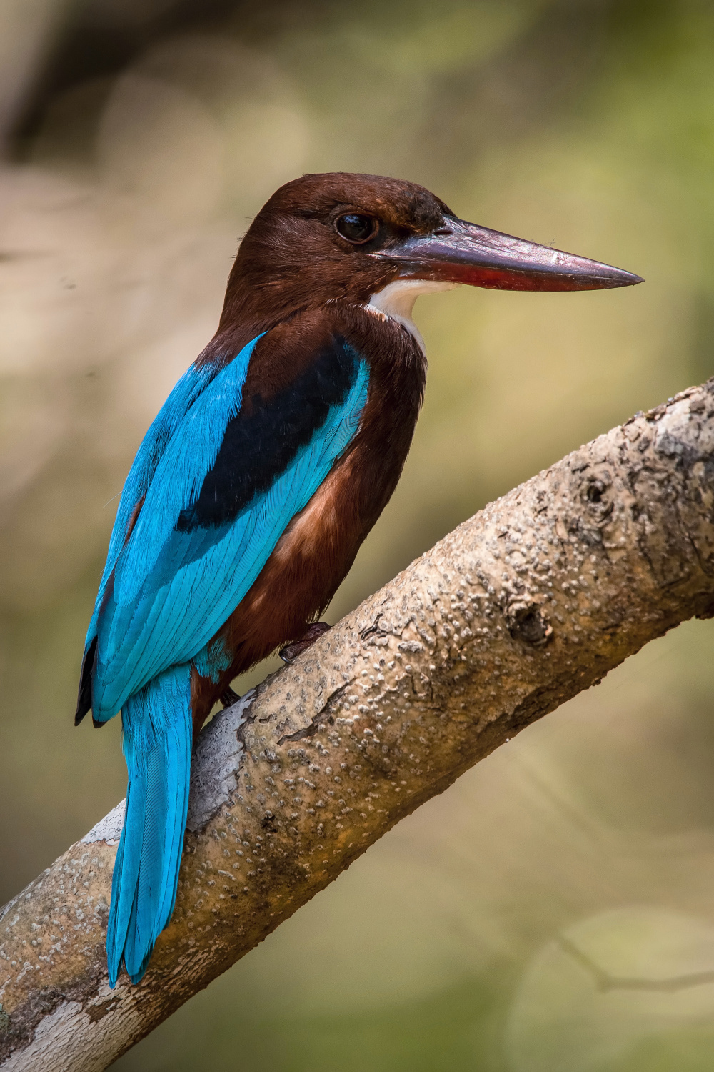 ledňáček hnědohlavý (Halcyon smyrnensis) White-throated kingfisher