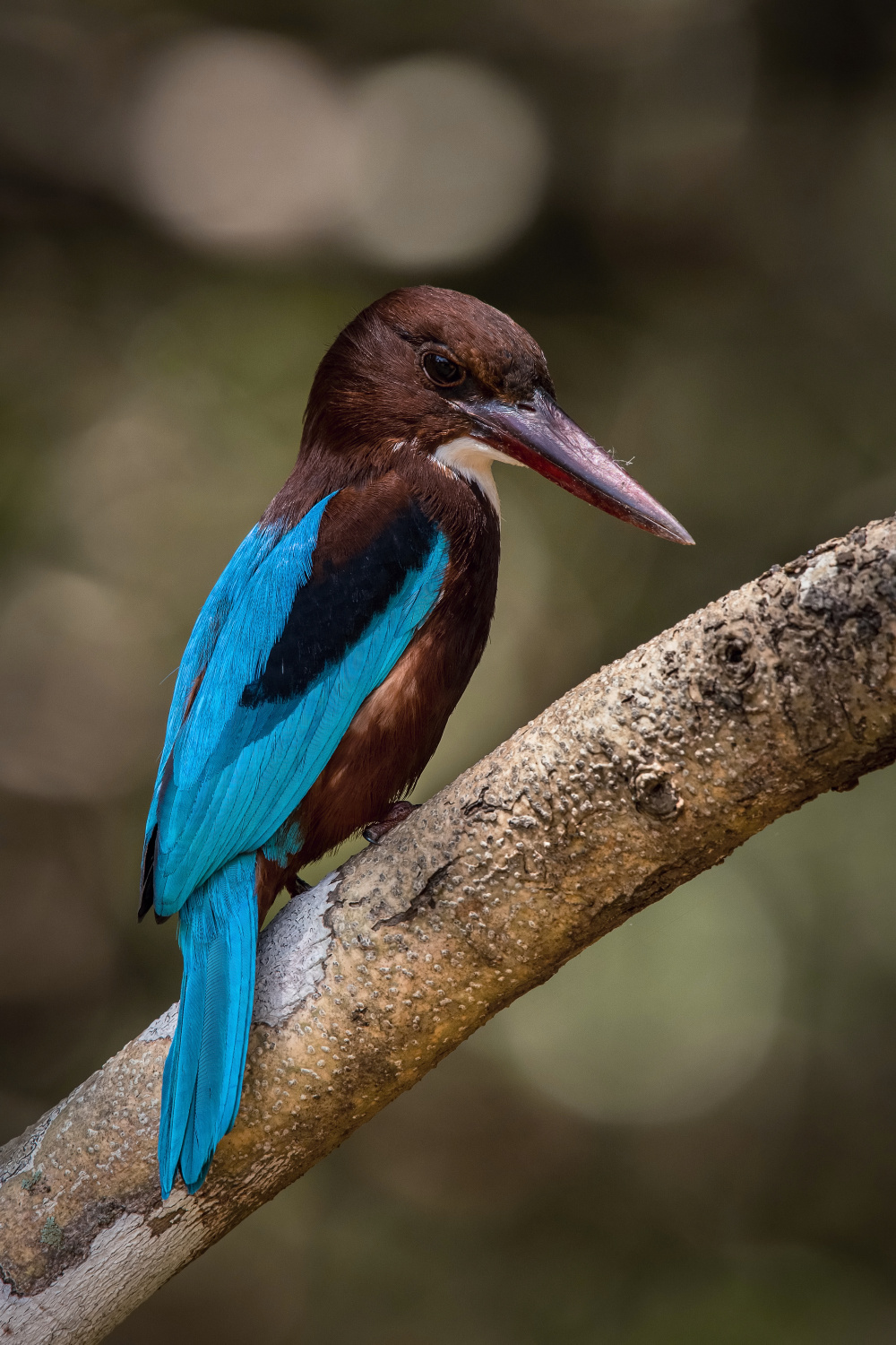 ledňáček hnědohlavý (Halcyon smyrnensis) White-throated kingfisher