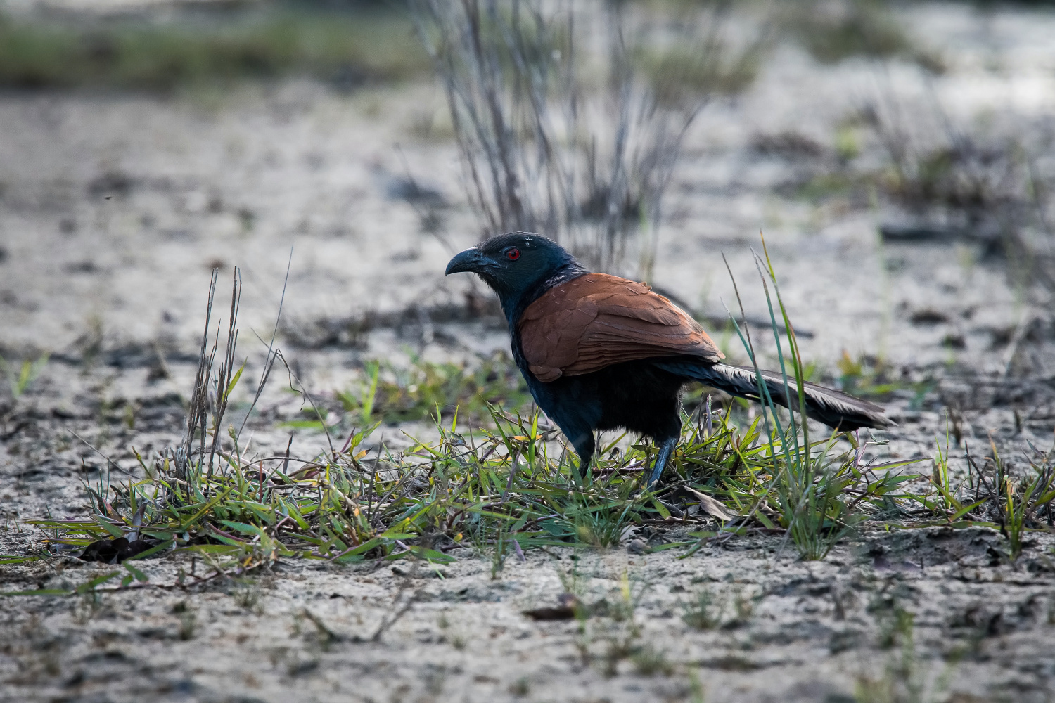 kukačka vraní (Centropus sinensis) Greater coucal