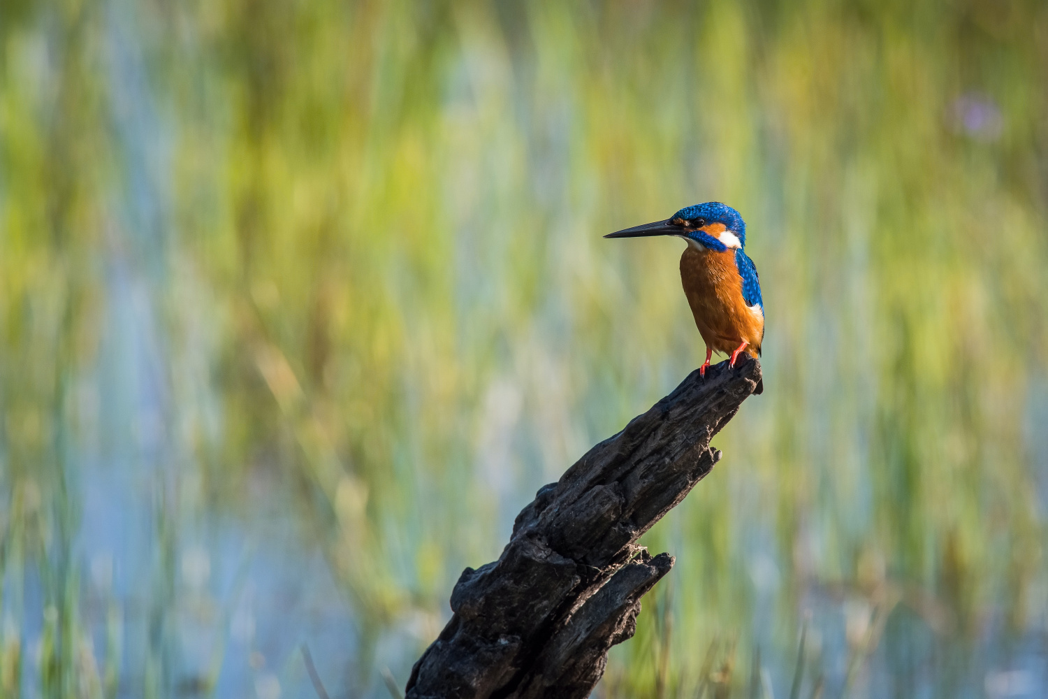 ledňáček říční (Alcedo atthis) Common kingfisher