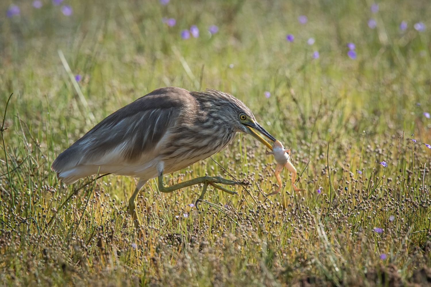 volavka hnědohřbetá (Ardeola grayii) Indian pond heron