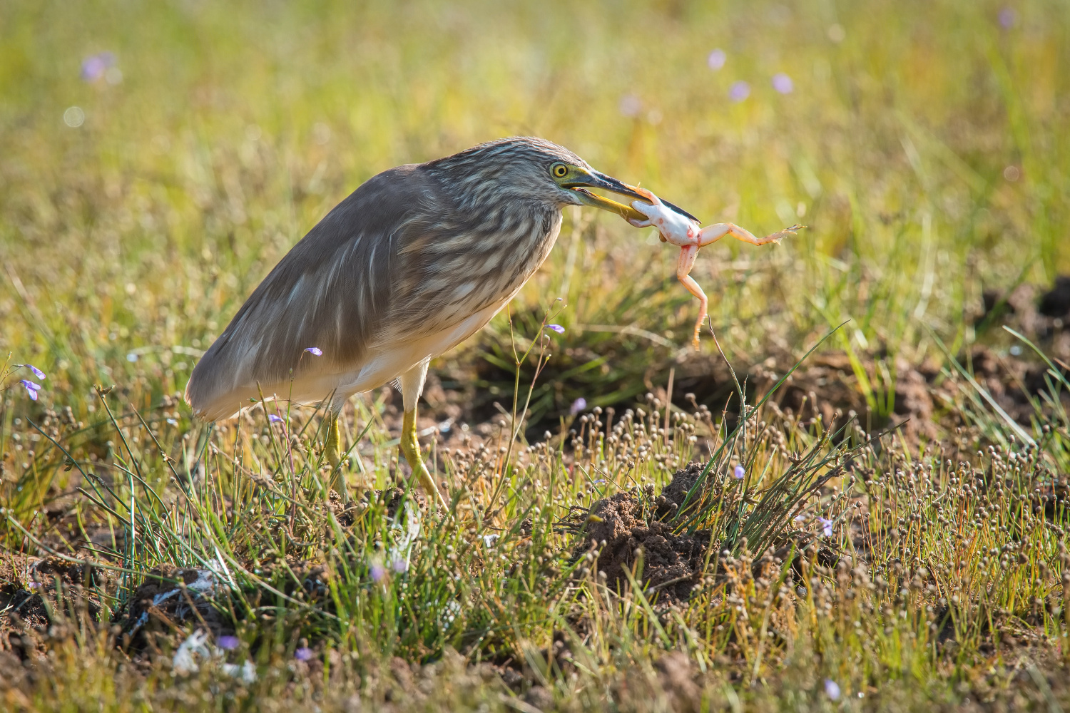 volavka hnědohřbetá (Ardeola grayii) Indian pond heron