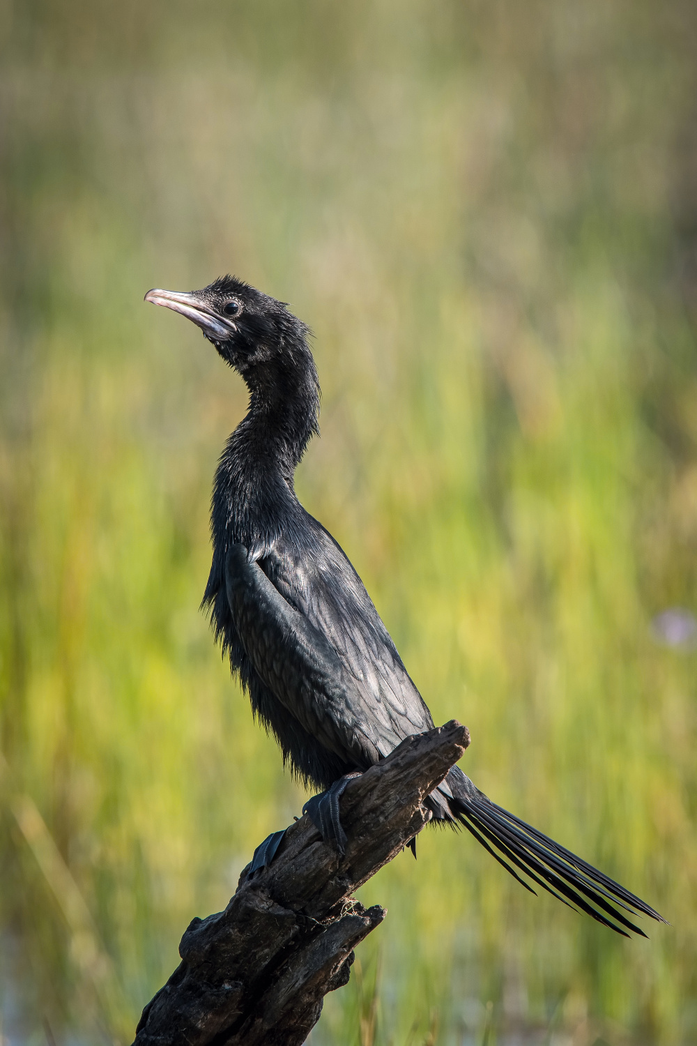 kormorán menší (Phalacrocorax niger) Little cormorant