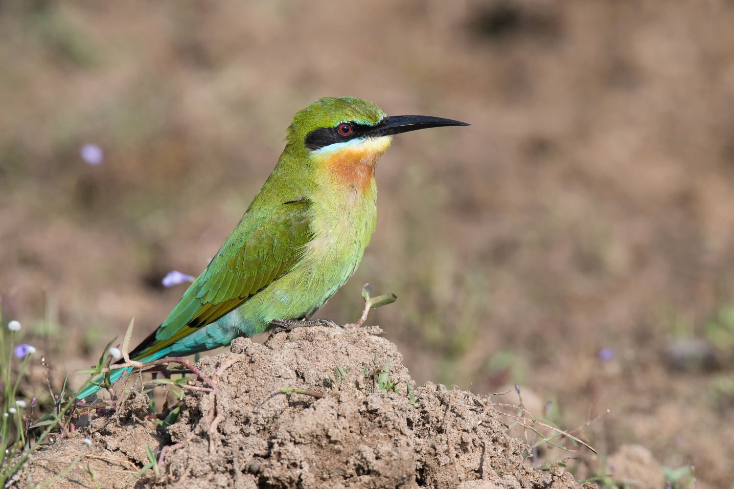 vlha modroocasá (Merops philippinus Linnaeus) Blue-tailed bee-eater