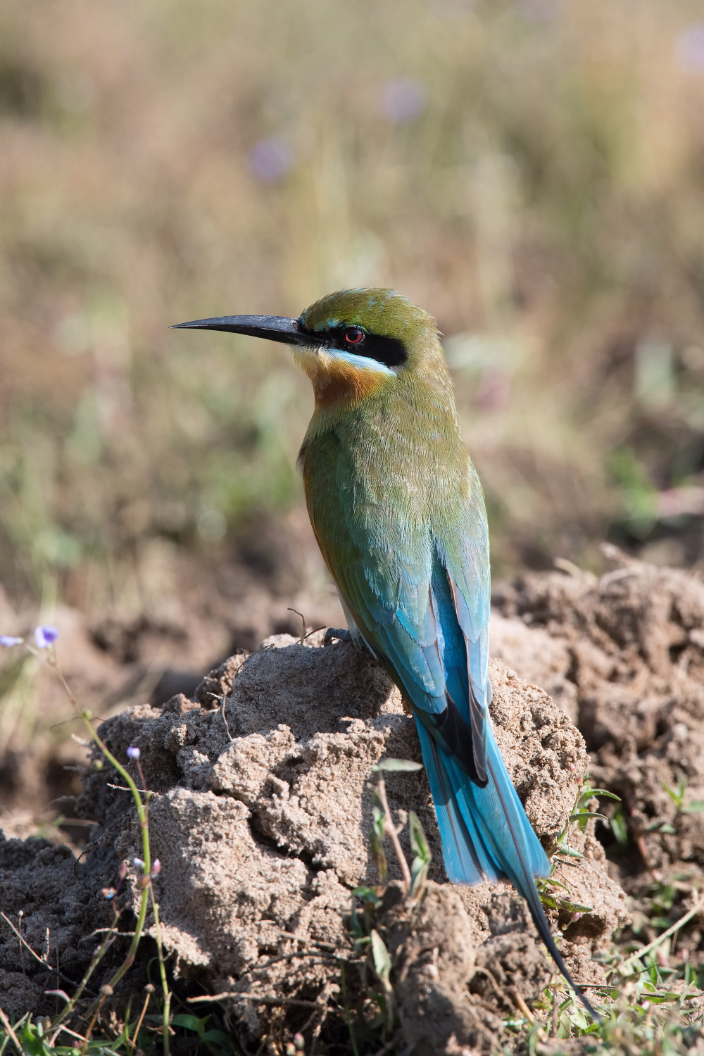 vlha modroocasá (Merops philippinus Linnaeus) Blue-tailed bee-eater