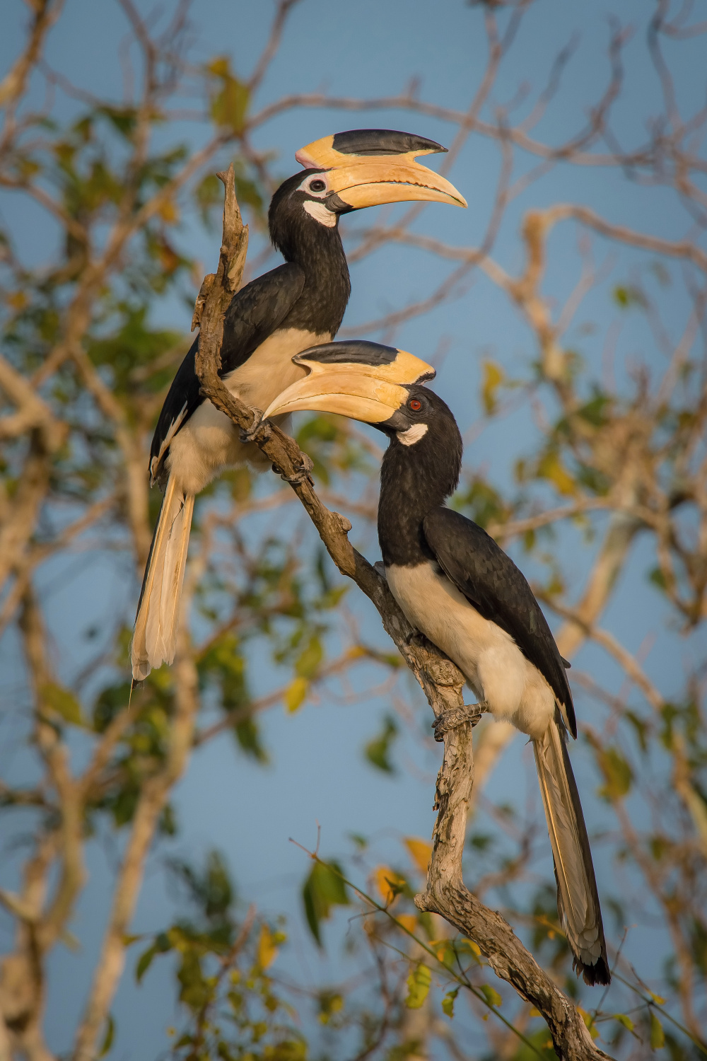 zoborožec malabarský (Anthracoceros coronatus) Malabar pied hornbill