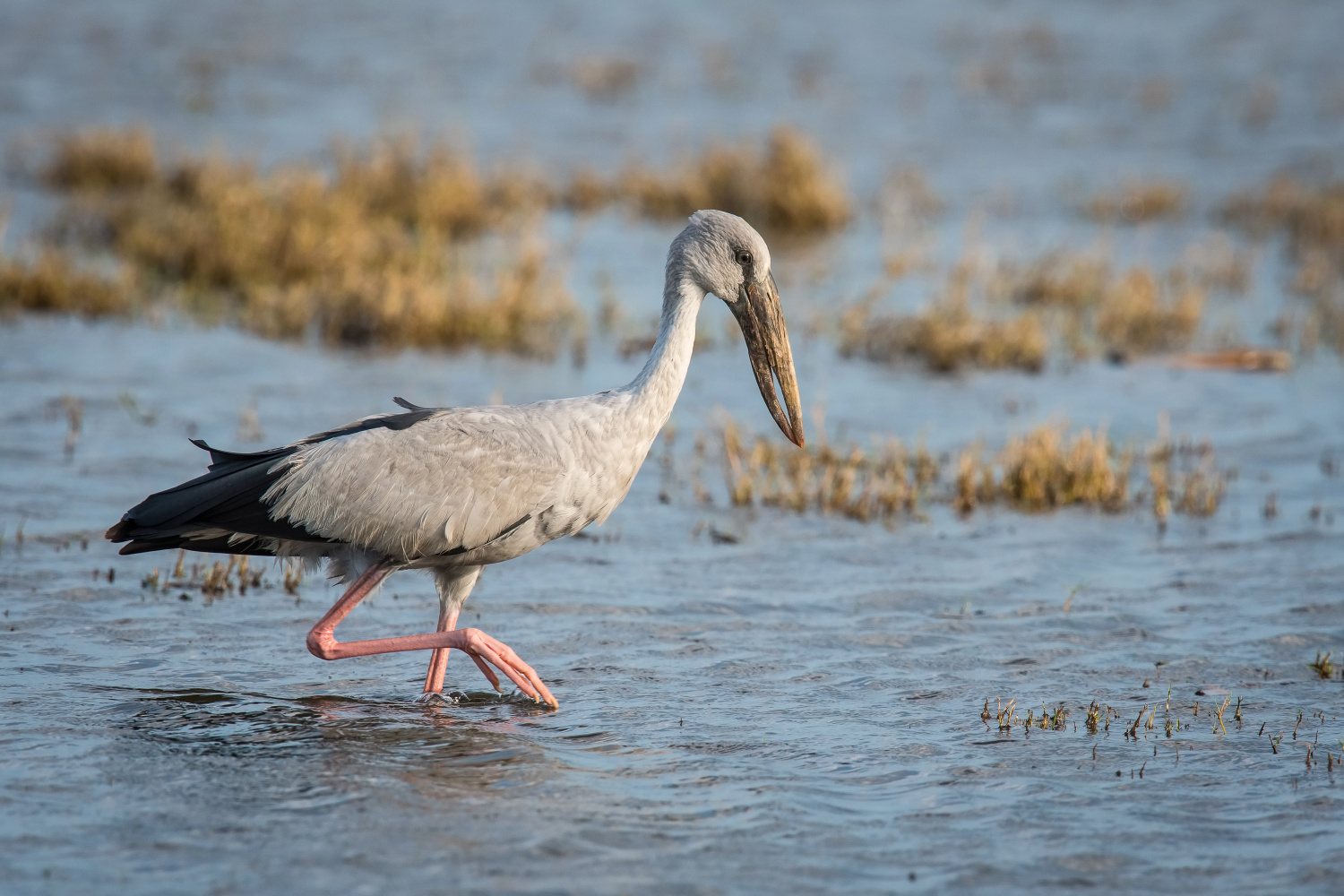 zejozob asijský (Anastomus oscitans) Asian openbill