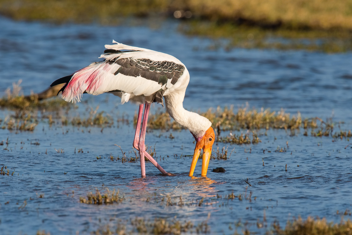 nesyt indomalajský (Mycteria leucocephala) Painted stork