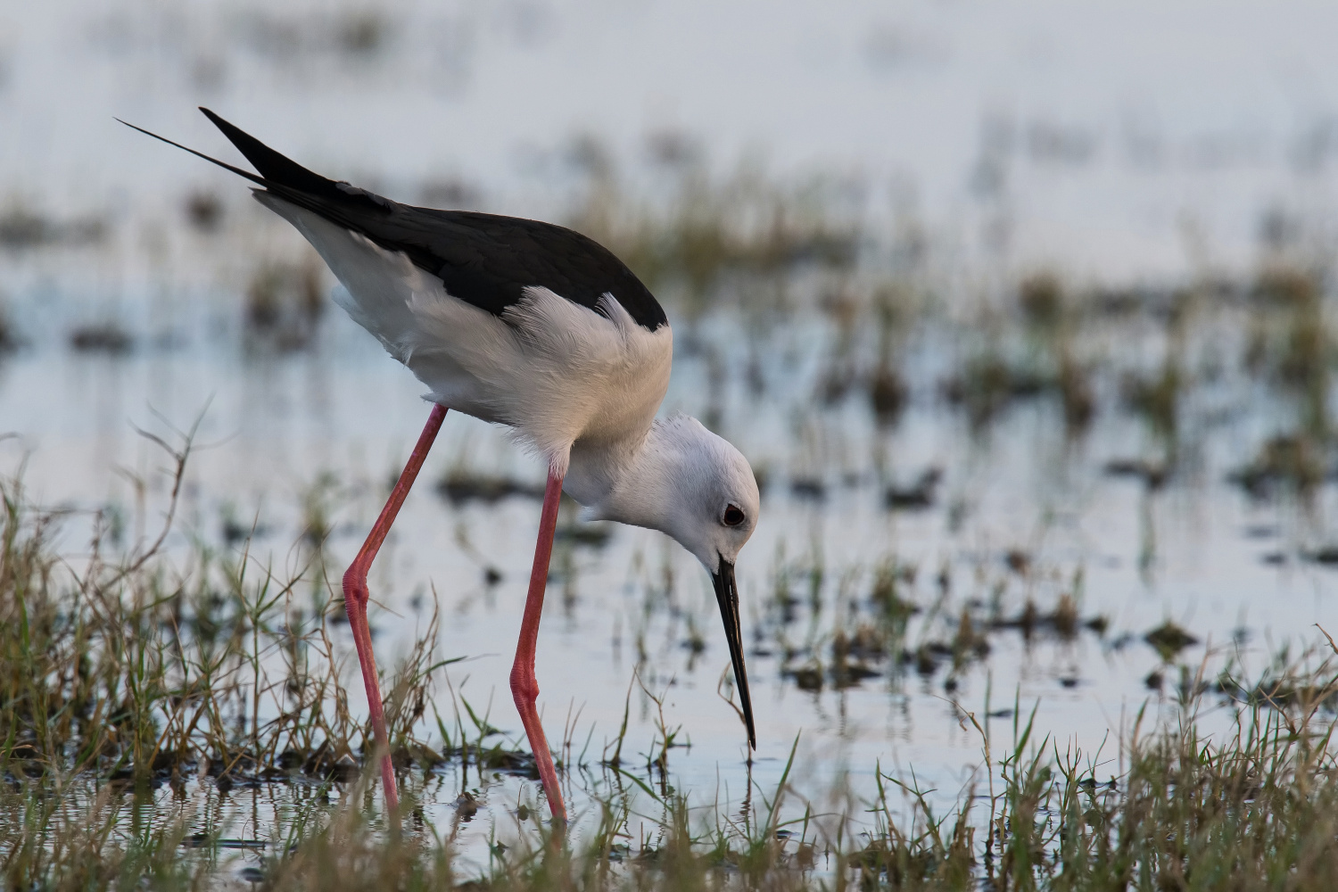 pisila čáponohá (himantopus himantopus) Black-winged stilt