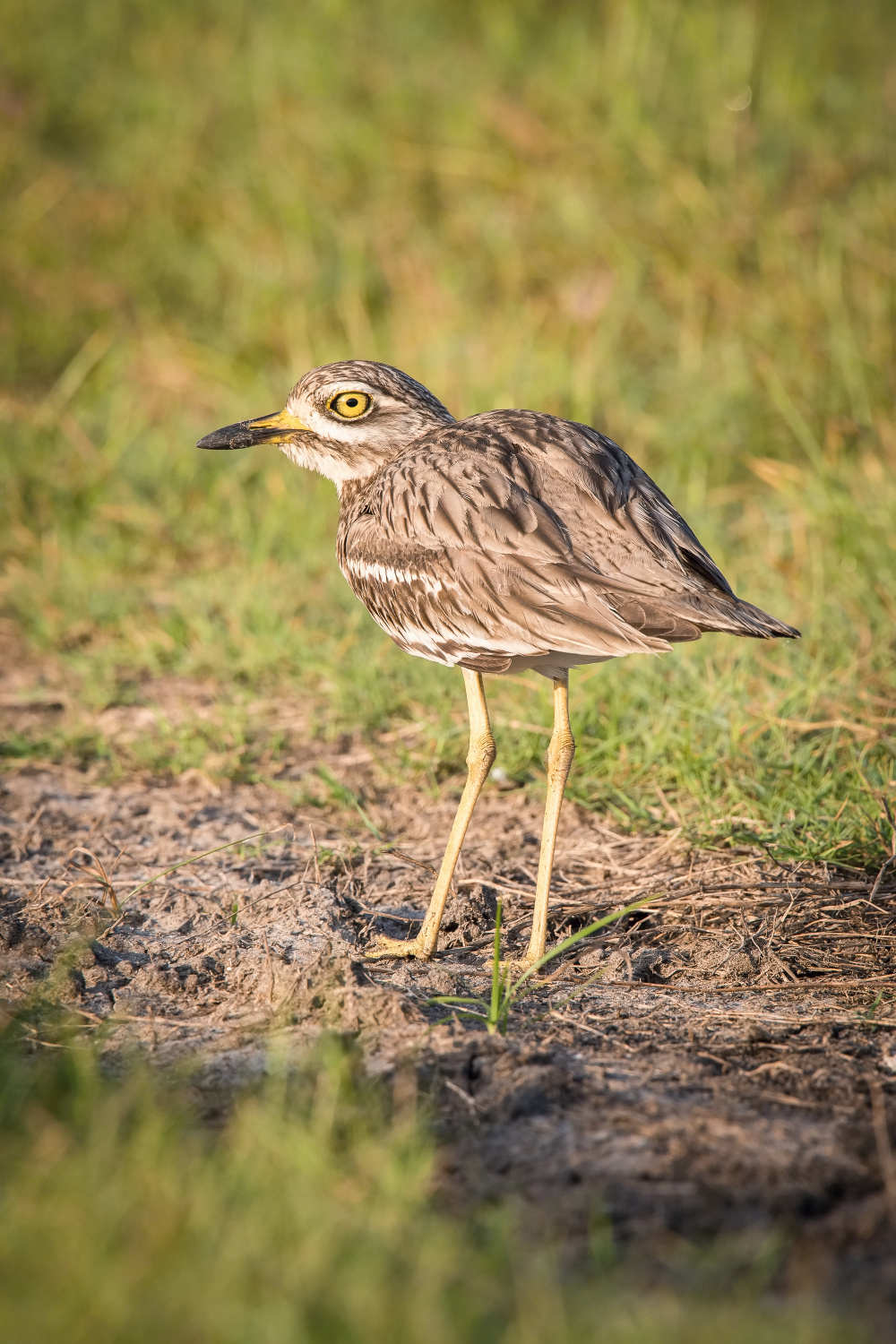 dytík indický (Burhinus indicus) Indian stone-curlew