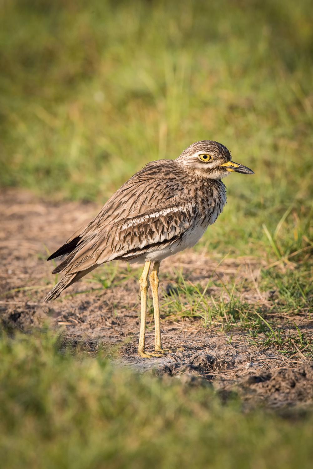 dytík indický (Burhinus indicus) Indian stone-curlew