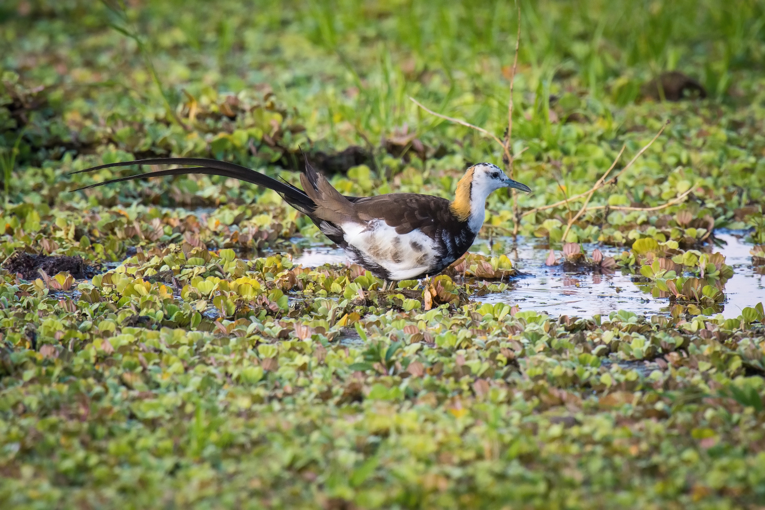 ostnák bažantovitý (Hydrophasianus chirurgus) Pheasant-tailed jacana