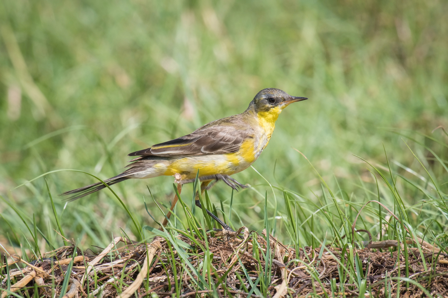 konipas luční (Motacilla flava) Western yellow wagtail