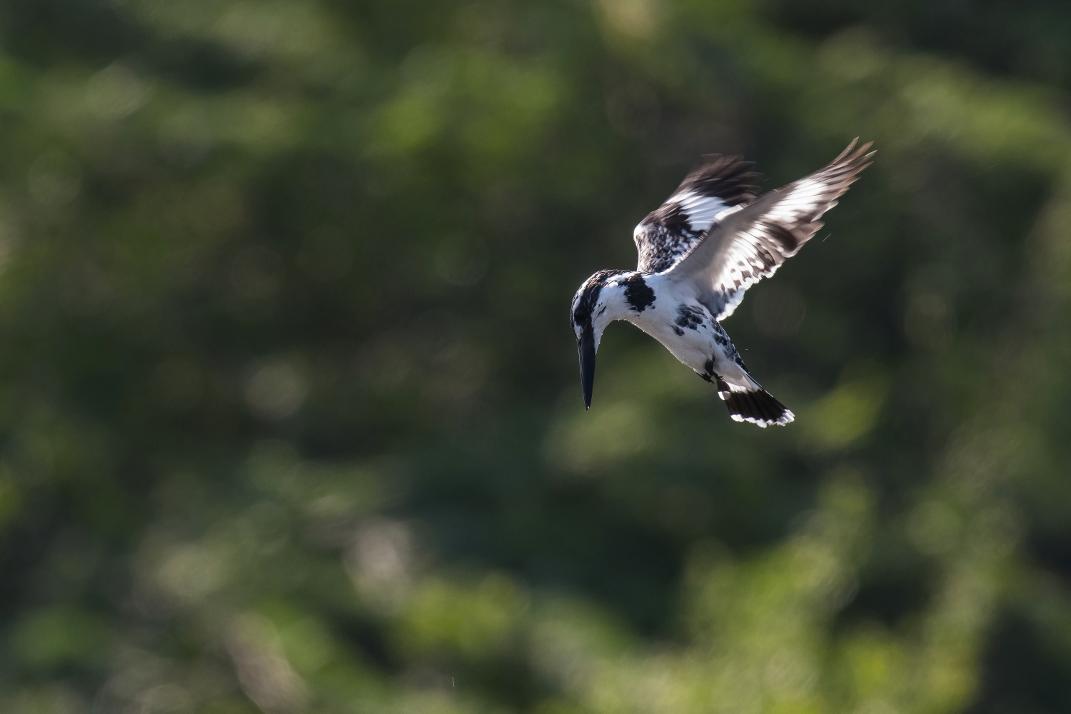 rybařík jižní (ceryle rudis) Pied kingfisher