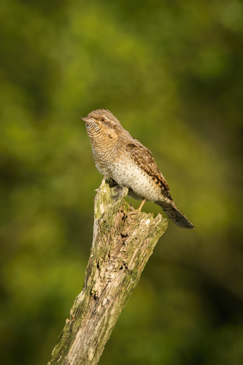 krutihlav obecný (Jynx torquilla) Eurasian wryneck