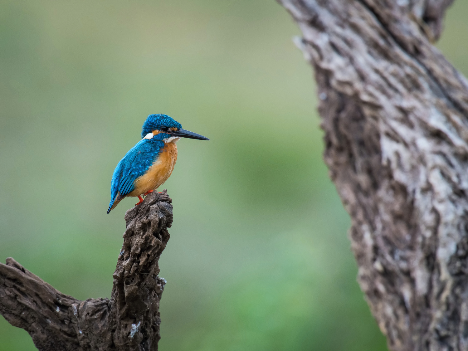 ledňáček říční (Alcedo atthis) Common kingfisher