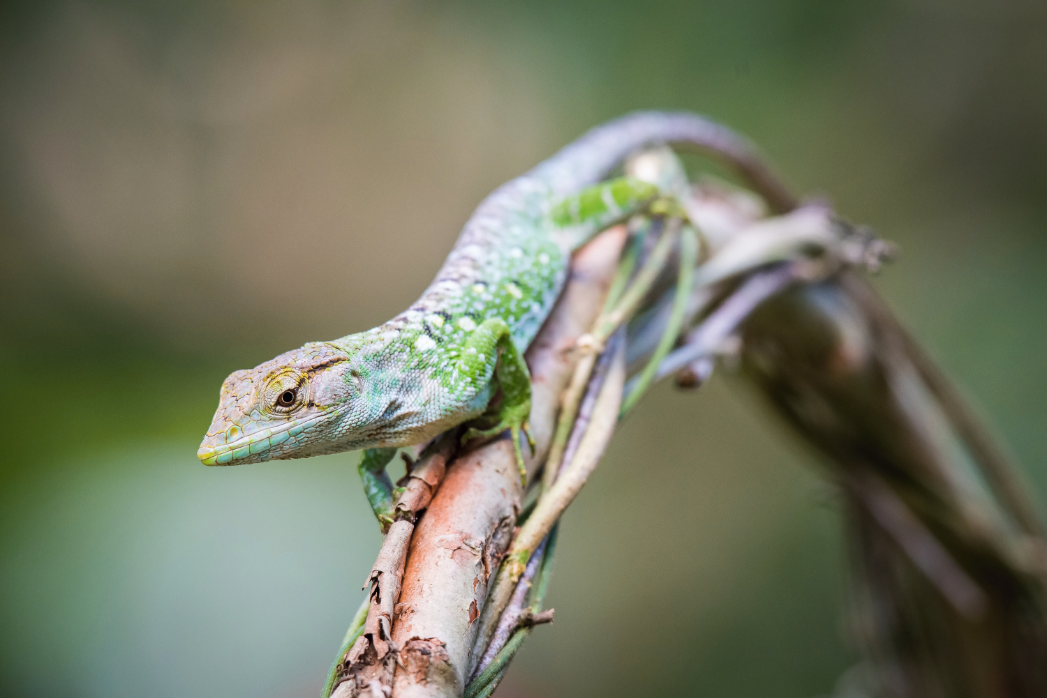 The Lizard (Trinidad and Tobago)