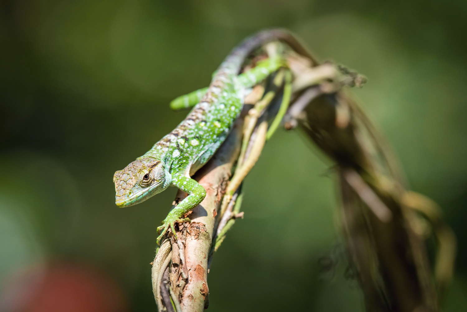 The Lizard (Trinidad and Tobago)