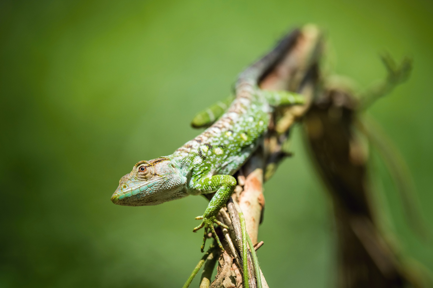 The Lizard (Trinidad and Tobago)