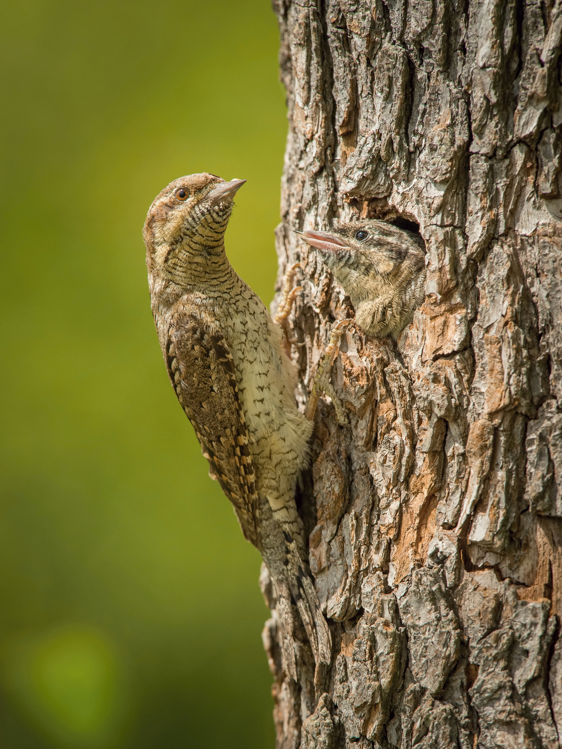 krutihlav obecný (Jynx torquilla) Eurasian wryneck