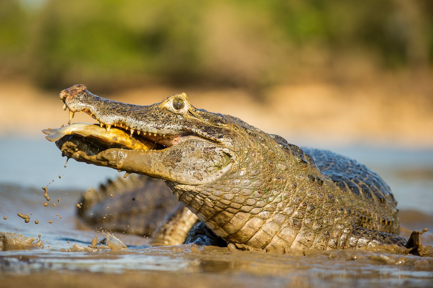 kajman yacaré (Caiman yacare) Yacare Caiman