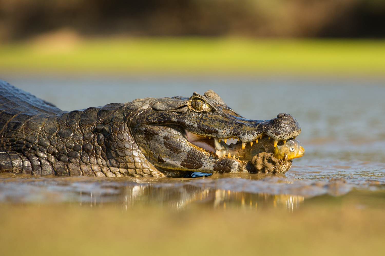 kajman yacaré (Caiman yacare) Yacare Caiman