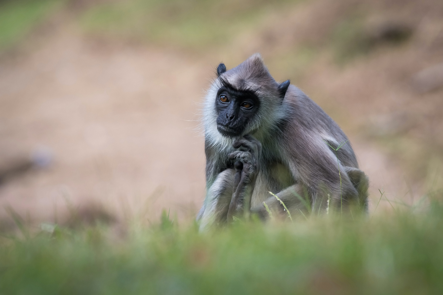 hulman posvátný (Semnopithecus priam thersites) Tufted gray langur