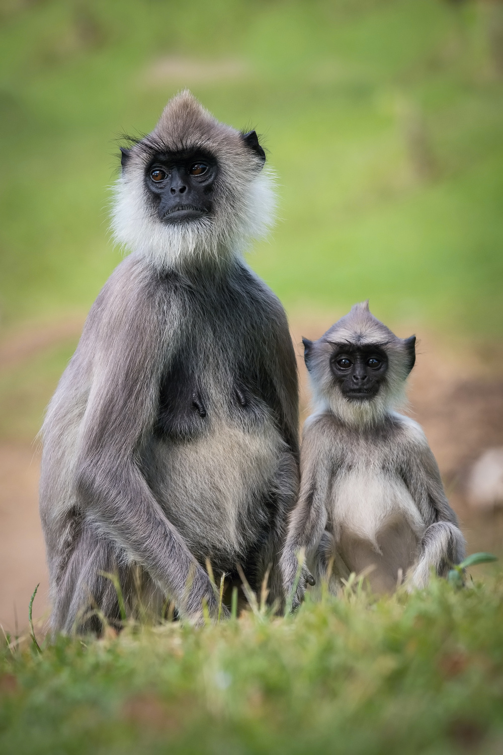 hulman posvátný (Semnopithecus priam thersites) Tufted gray langur