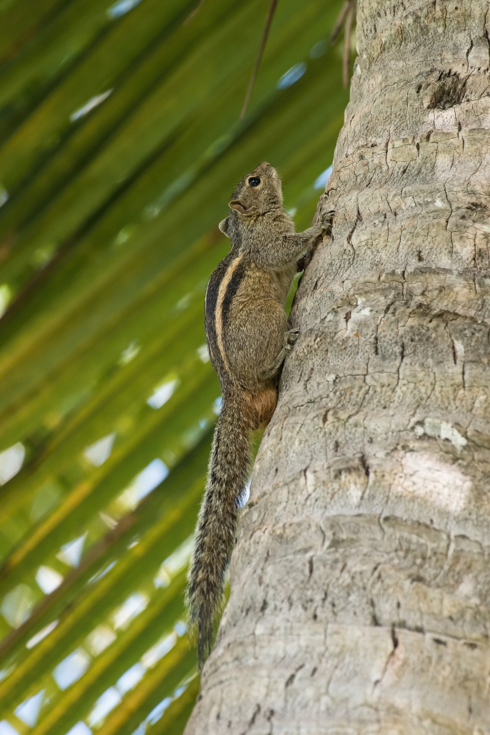 veverka pětipásá (Funambulus pennantii) Northern palm squirrel