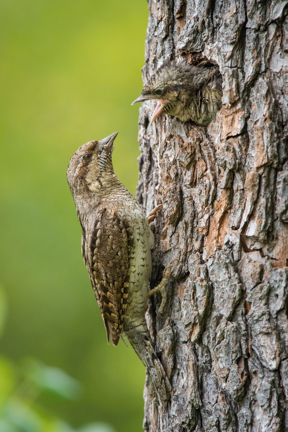 krutihlav obecný (Jynx torquilla) Eurasian wryneck