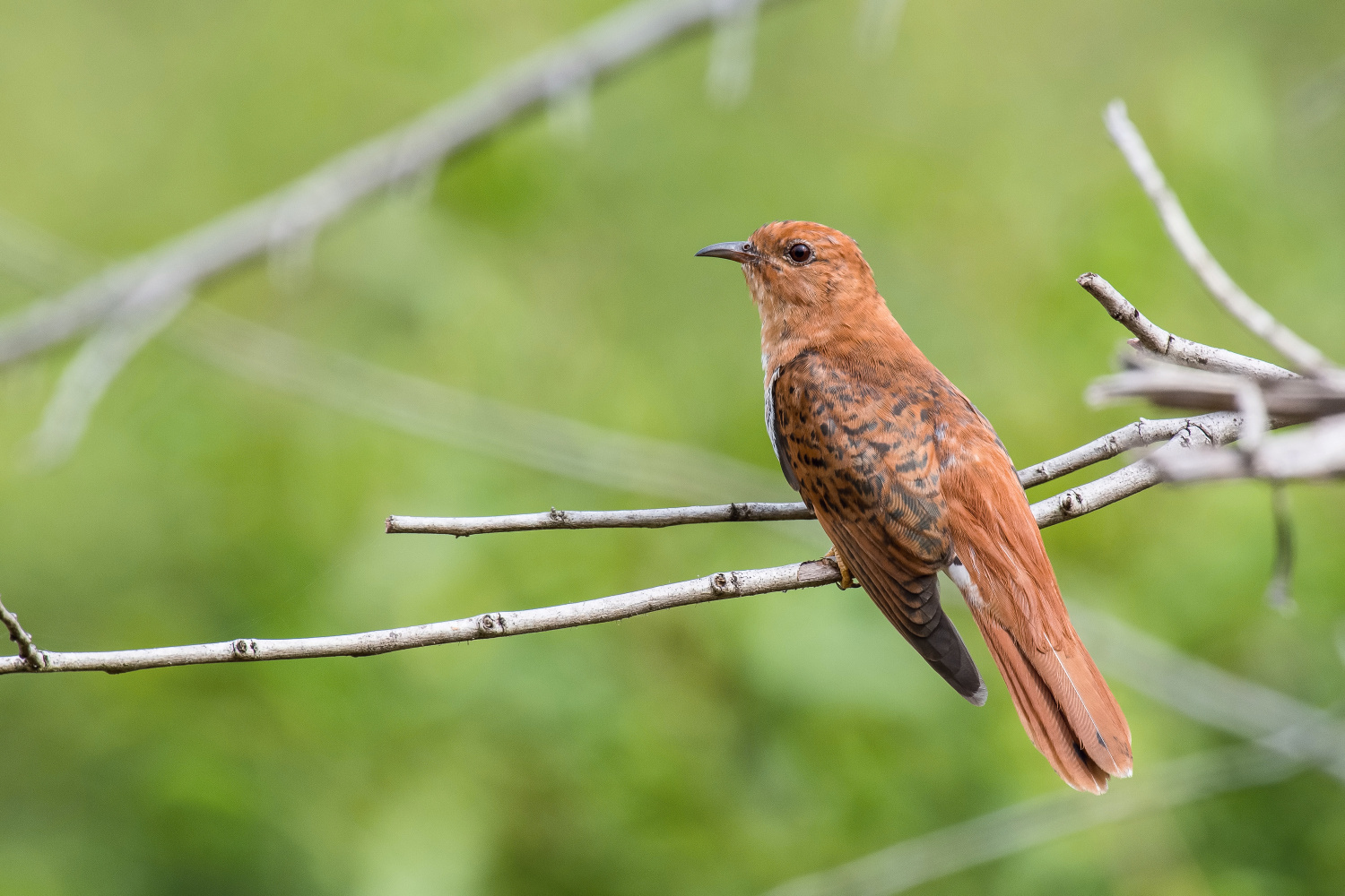 kukačka naříkavá (Cacomantis passerinus) Grey-bellied cuckoo