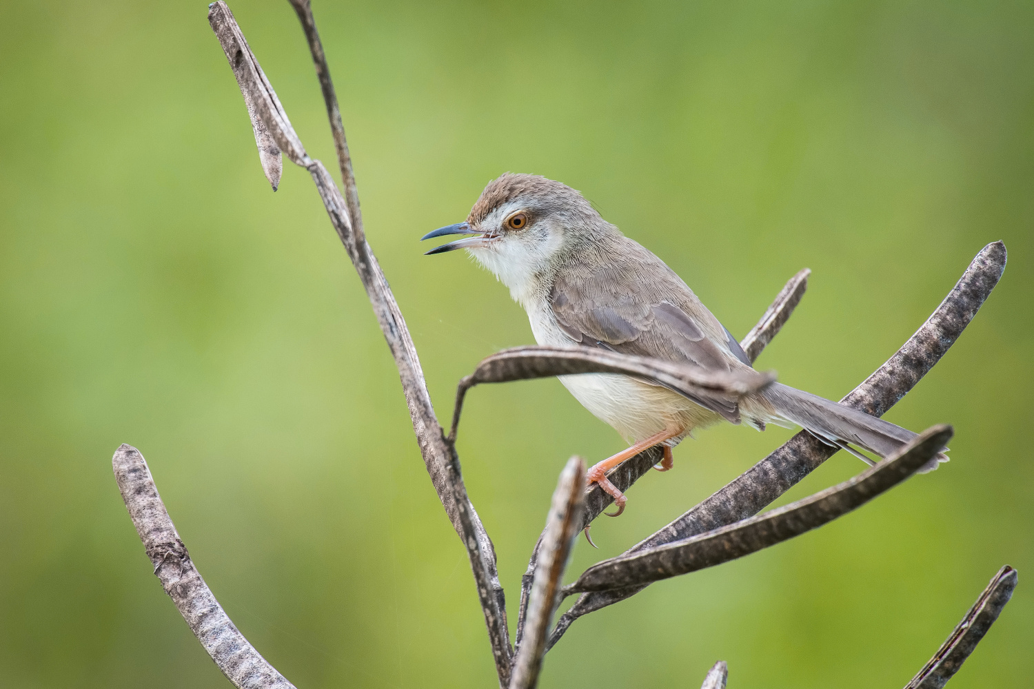 prinie mokřadní (Prinia inornata) Plain prinia