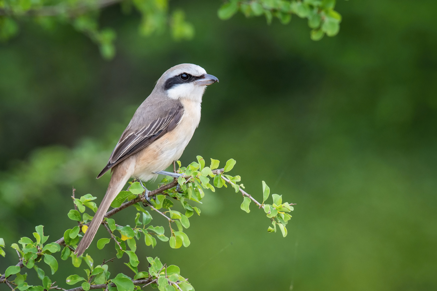 ťuhýk hnědý (Lanius cristatus) Brown shrike