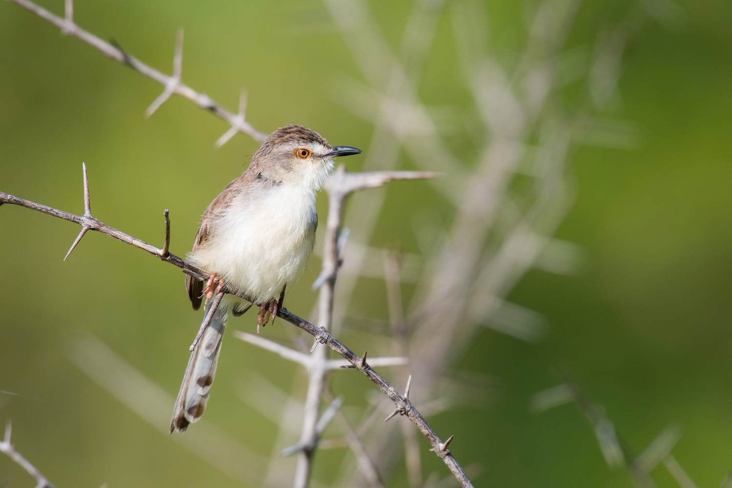 prinie mokřadní (Prinia inornata) Plain prinia