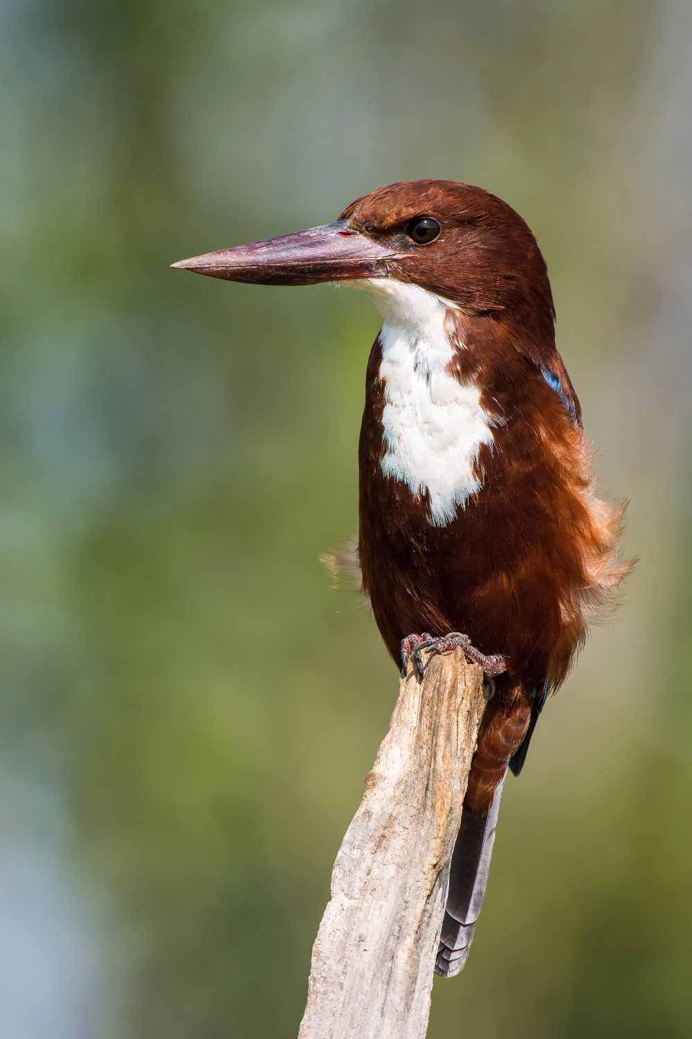 ledňáček hnědohlavý (Halcyon smyrnensis) White-throated kingfisher