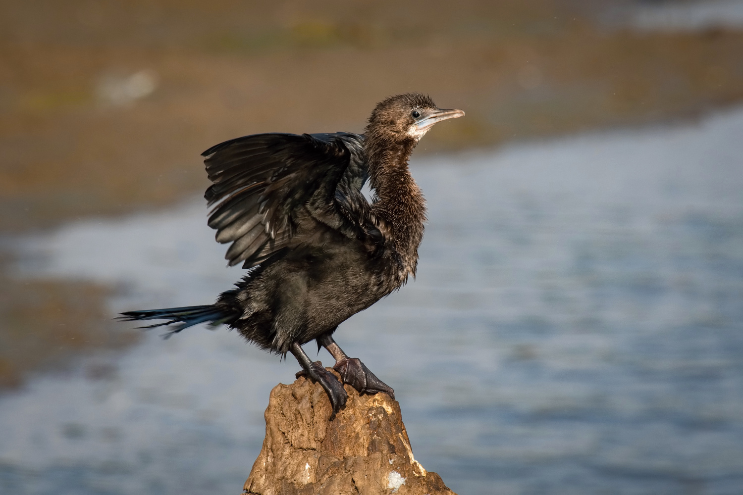 kormorán menší (Phalacrocorax niger) Little cormorant