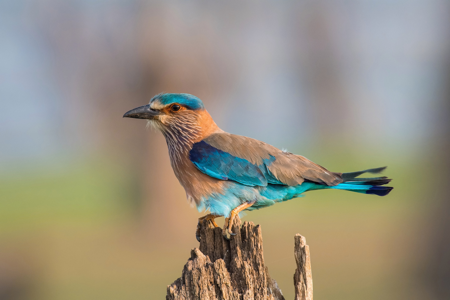 mandelík indický (Coracias benghalensis) Indian roller