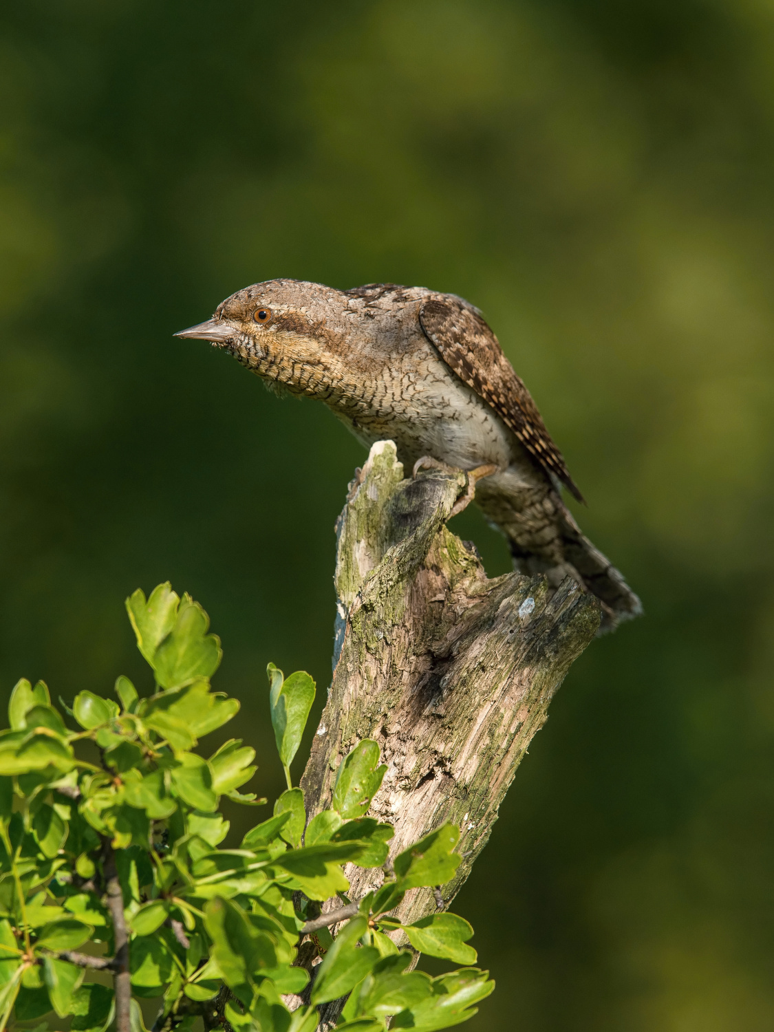 krutihlav obecný (Jynx torquilla) Eurasian wryneck