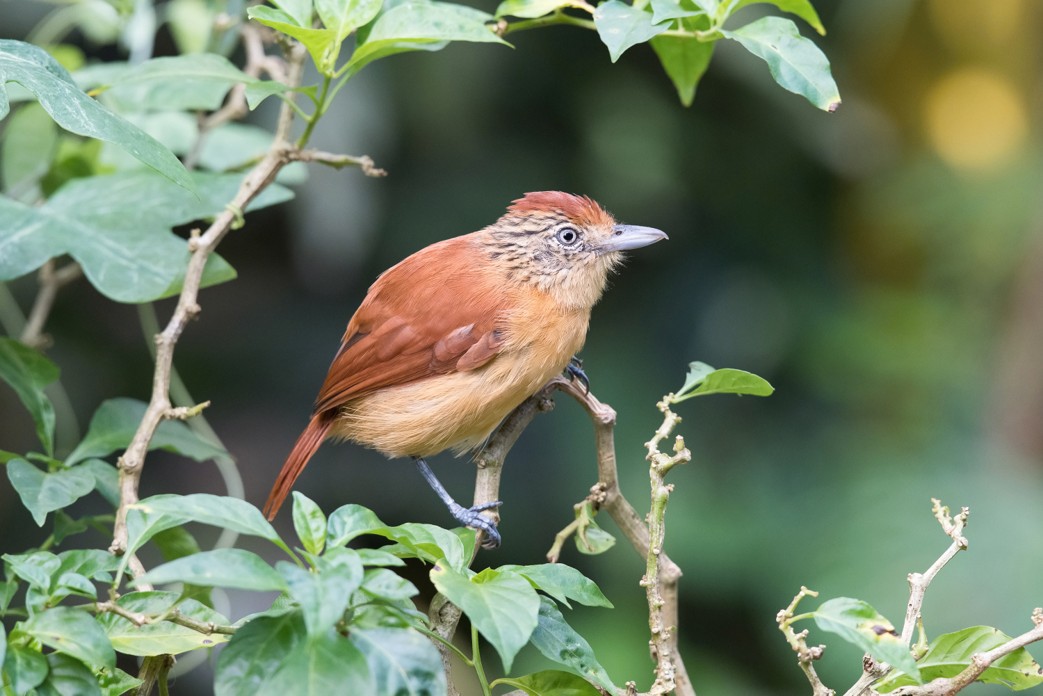 mravenčík zebrovitý (Thamnophilus doliatus) Barred antshrike