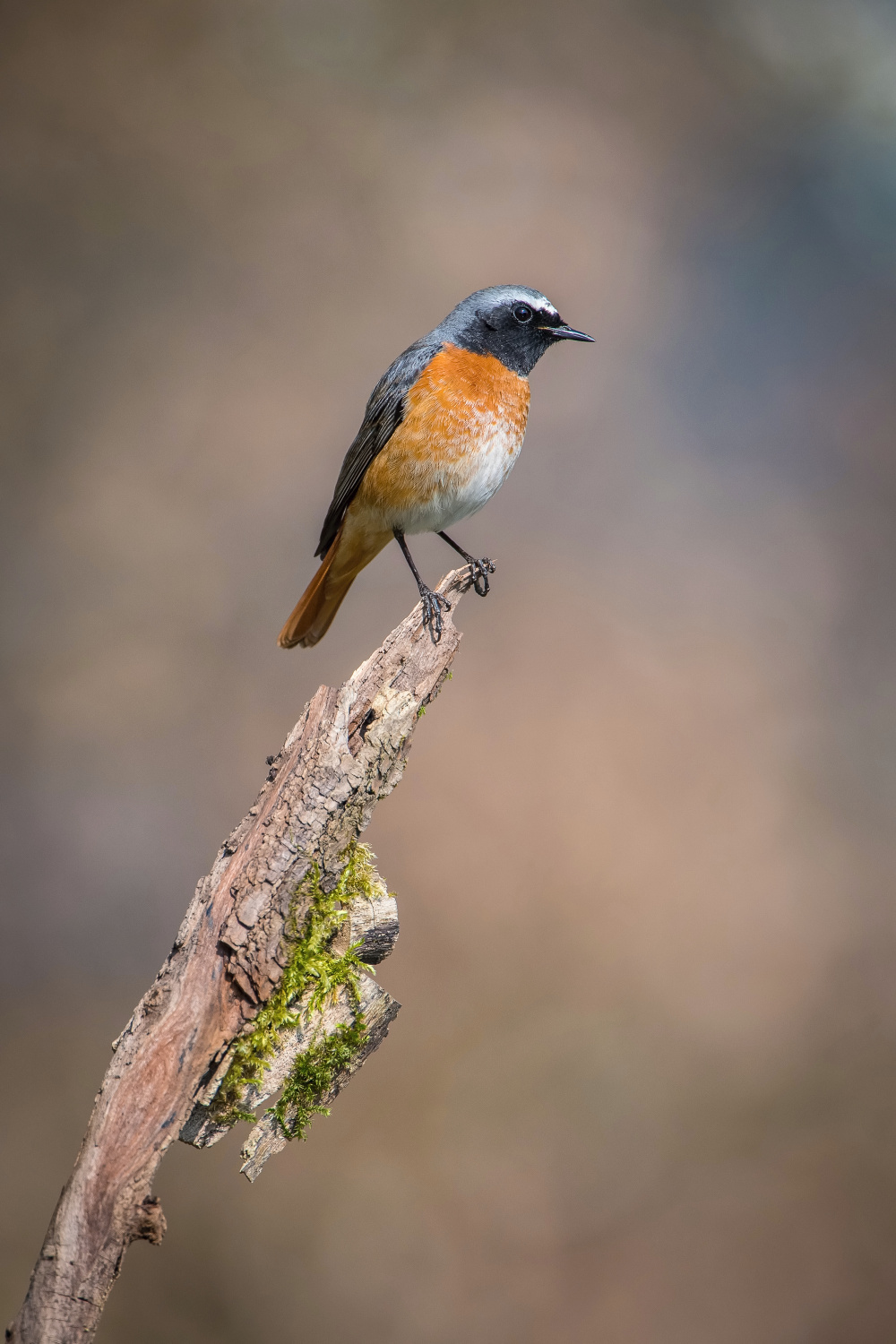 rehek zahradní (Phoenicurus phoenicurus) Common redstart