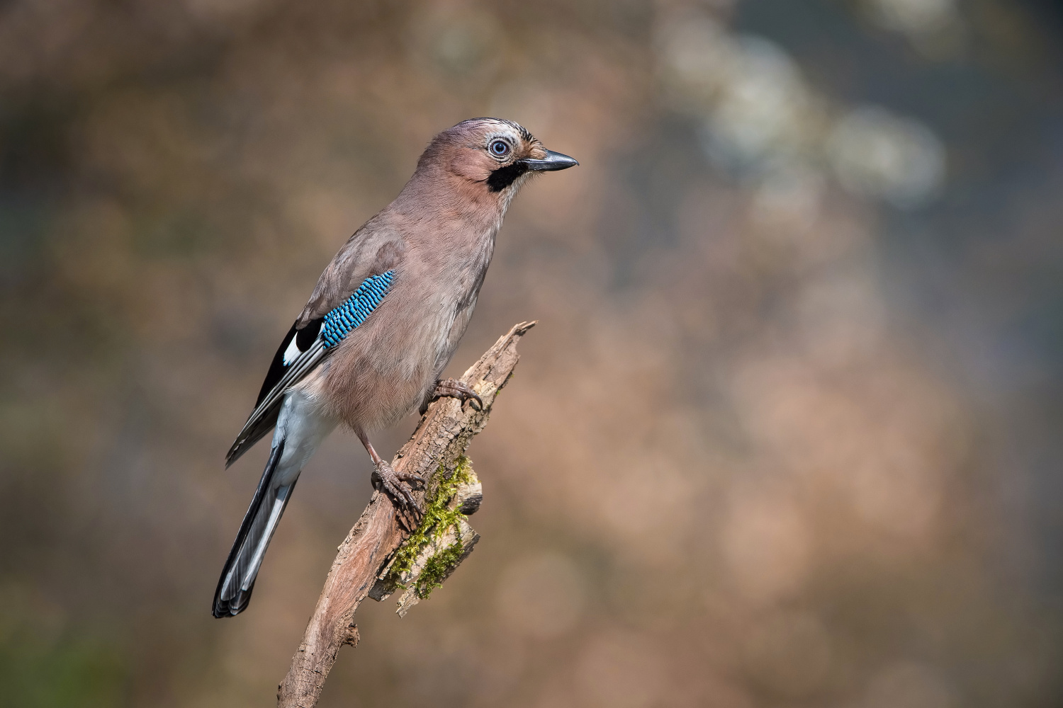 sojka obecná (Garrulus glandarius) Eurasian jay