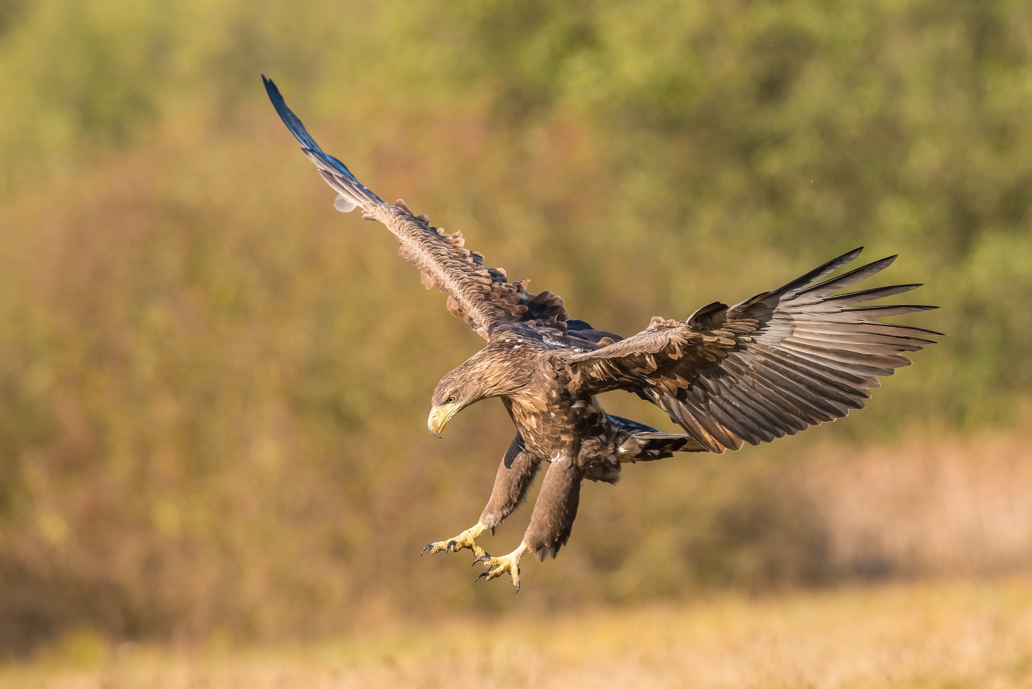 orel mořský (Haliaeetus albicilla) White-tailed eagle