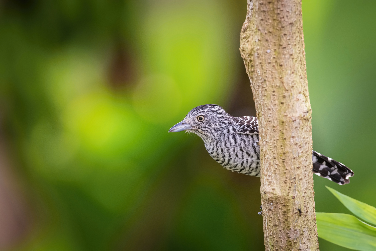 mravenčík zebrovitý (Thamnophilus doliatus) Barred antshrike