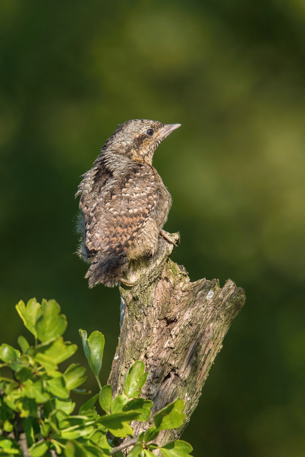 krutihlav obecný (Jynx torquilla) Eurasian wryneck