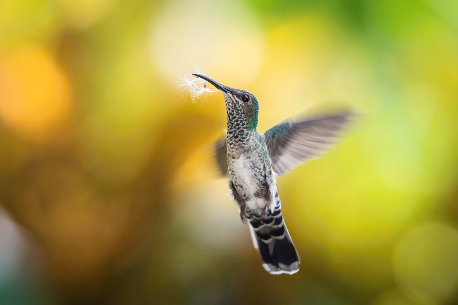 kolibřík bělokrký (Florisuga mellivora) White-necked jacobin