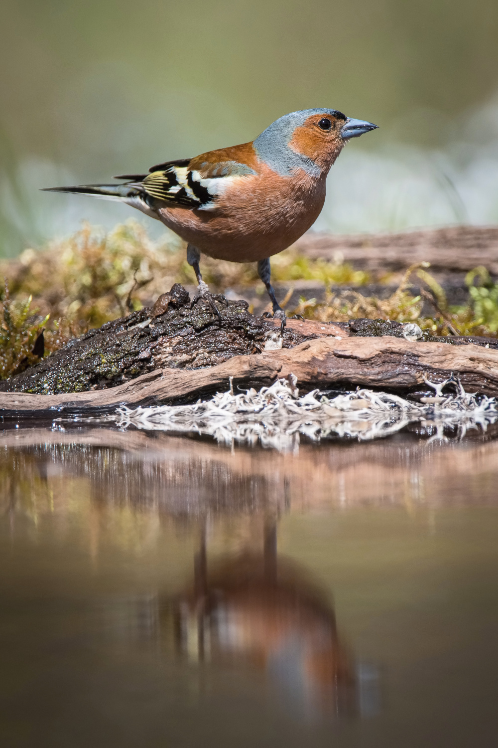 pěnkava obecná (Fringilla coelebs) Common chaffinch