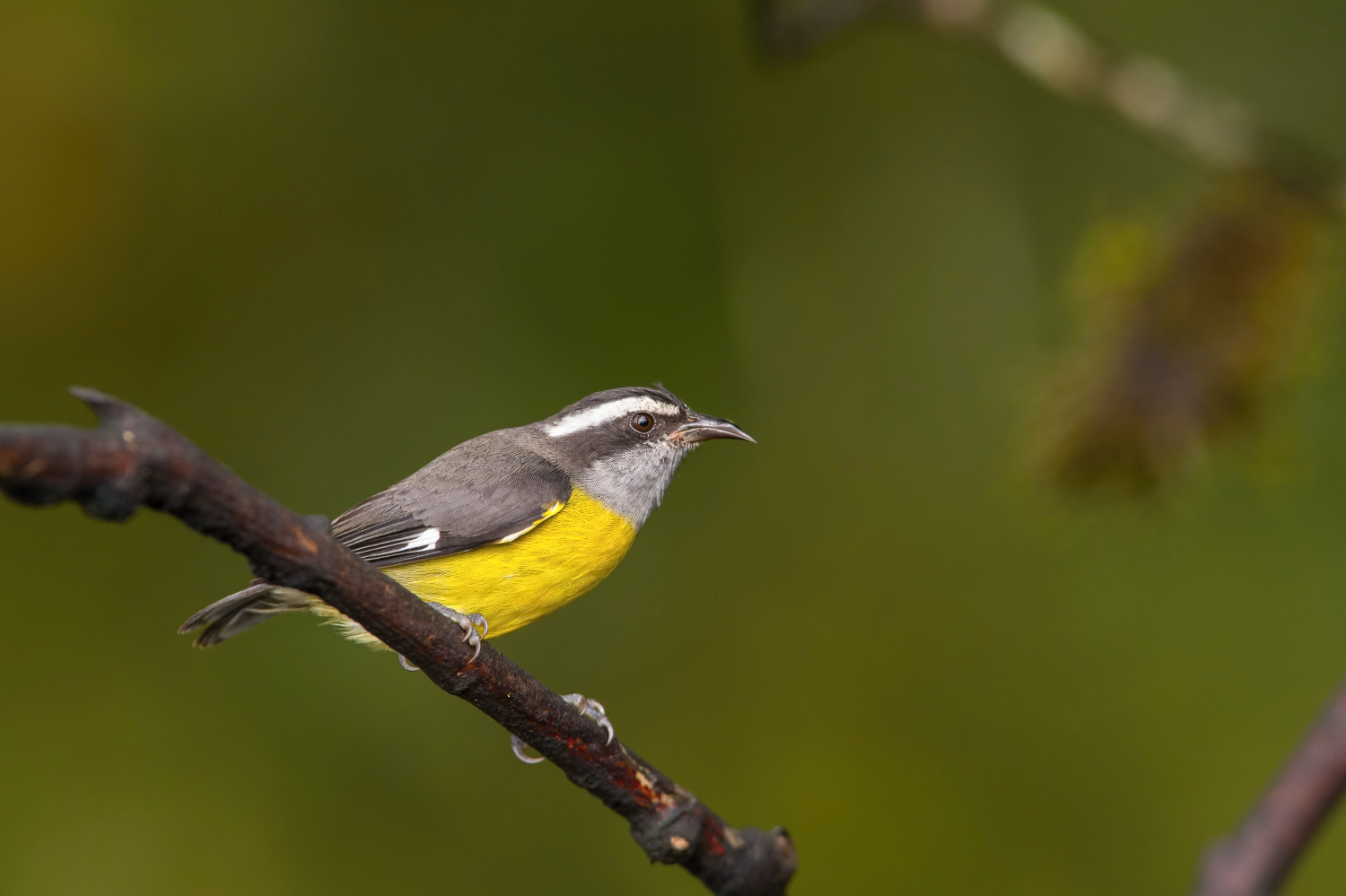 banakit americký (Coereba flaveola) Bananaquit