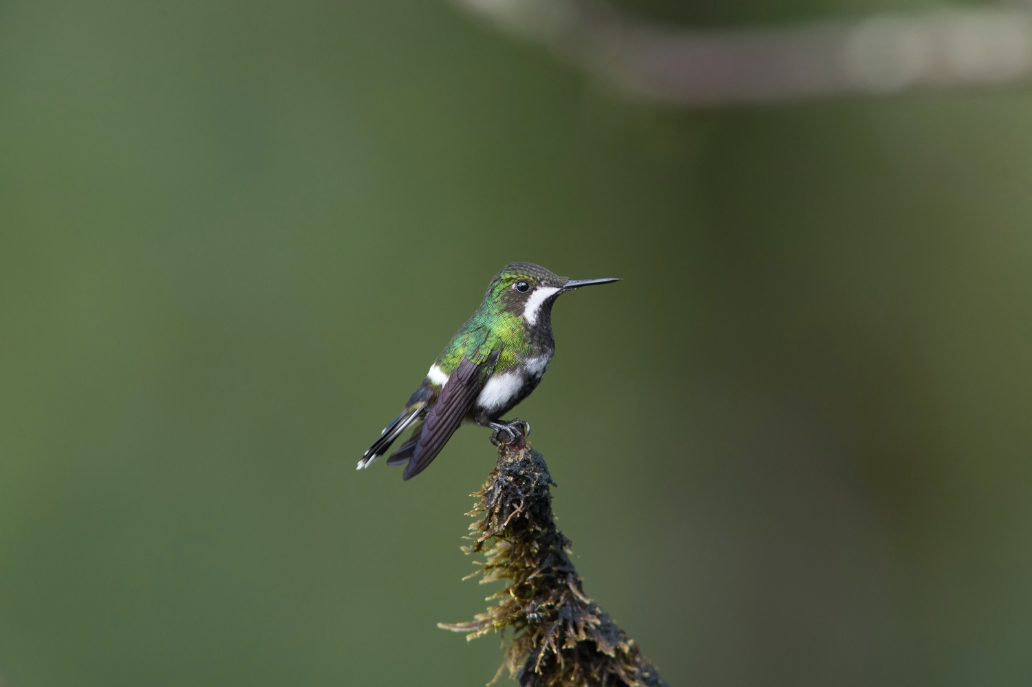 kolibřík trnoocasý (Popelairia conversii) Green thorntail