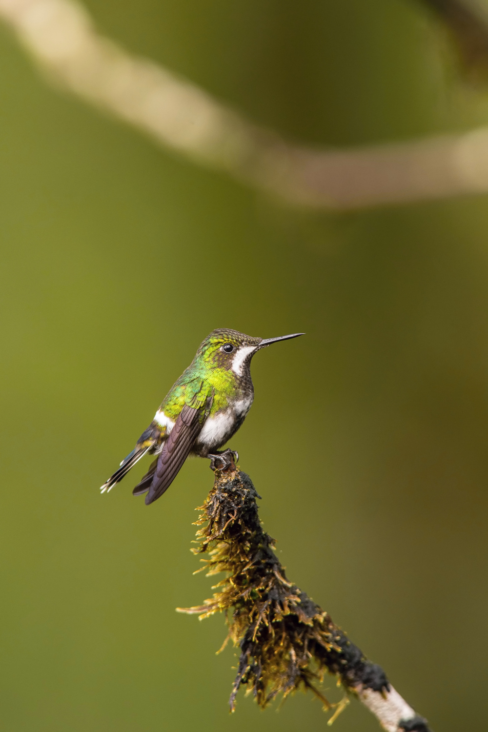 kolibřík trnoocasý (Popelairia conversii) Green thorntail