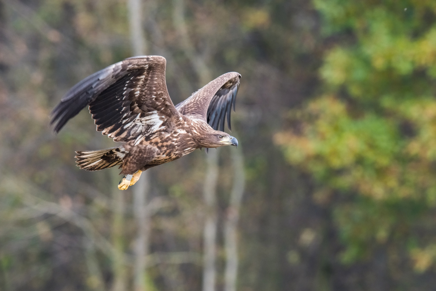 orel mořský (Haliaeetus albicilla) White-tailed eagle